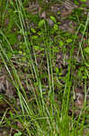 White edge sedge